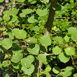 Portraitfoto Populus tremula