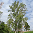 Habitusfoto Populus tremula