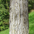Stängel-/Stammfoto Populus tremula