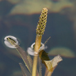 Portraitfoto Potamogeton lucens