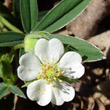 Portraitfoto Potentilla alba