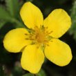 Portraitfoto Potentilla anserina