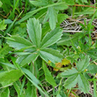 Blätterfoto Potentilla aurea