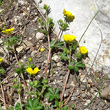 Habitusfoto Potentilla crantzii