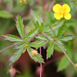 Blätterfoto Potentilla erecta