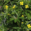 Habitusfoto Potentilla erecta