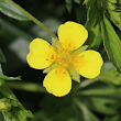 Portraitfoto Potentilla erecta