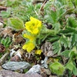 Portraitfoto Potentilla frigida