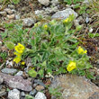 Habitusfoto Potentilla frigida