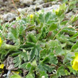 Blätterfoto Potentilla frigida