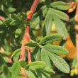 Blätterfoto Potentilla fruticosa