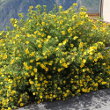 Habitusfoto Potentilla fruticosa