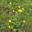 Habitusfoto Potentilla grandiflora