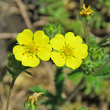 Blütenfoto Potentilla inclinata
