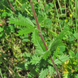 Stängel-/Stammfoto Potentilla inclinata