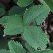 Blätterfoto Potentilla micrantha