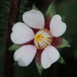 Portraitfoto Potentilla micrantha