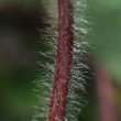 Stängel-/Stammfoto Potentilla micrantha