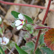 Blütenfoto Potentilla micrantha