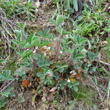 Habitusfoto Potentilla micrantha