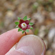 Foto von Besonderheit Potentilla micrantha