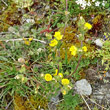 Habitusfoto Potentilla multifida