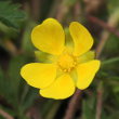 Portraitfoto Potentilla verna