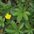 Blätterfoto Potentilla verna