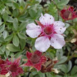 Portraitfoto Potentilla nitida