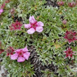 Habitusfoto Potentilla nitida