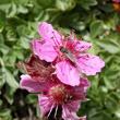 Foto von Besonderheit Potentilla nitida