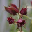 Foto von Besonderheit Potentilla palustris