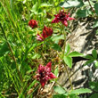 Portraitfoto Potentilla palustris