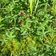 Habitusfoto Potentilla palustris