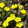 Portraitfoto Potentilla pusilla