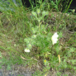 Habitusfoto Potentilla recta