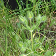 Stängel-/Stammfoto Potentilla recta