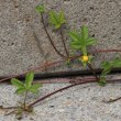 Stängel-/Stammfoto Potentilla reptans