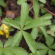 Blätterfoto Potentilla reptans