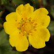 Blütenfoto Potentilla reptans