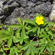 Habitusfoto Potentilla reptans