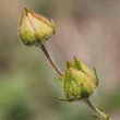 Blütenfoto Potentilla rupestris