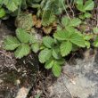 Blätterfoto Potentilla rupestris