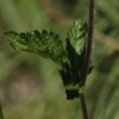 Stängel-/Stammfoto Potentilla rupestris