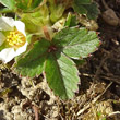 Blätterfoto Potentilla sterilis