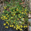 Habitusfoto Potentilla verna