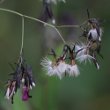 Fruchtfoto Prenanthes purpurea