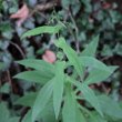 Blätterfoto Prenanthes purpurea