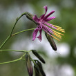 Portraitfoto Prenanthes purpurea