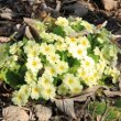 Habitusfoto Primula acaulis